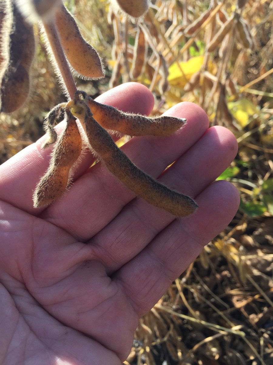 joeryan400's tweet photo. #RR2Y 5 bean pods https://t.co/PCFoLiWIoA