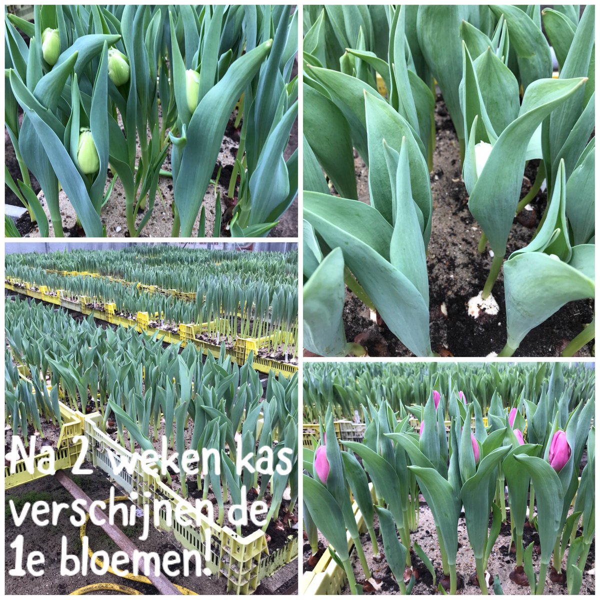 Pietvriend's tweet photo. De #tulpenbloemen voor de #driebanflora in de kas! https://t.co/hpYOaSRu1e