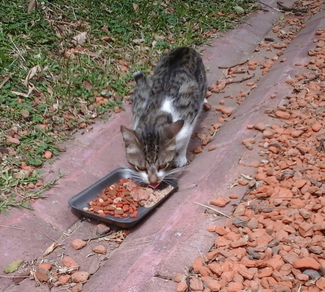hacefelizungato's tweet photo. Vodka y Renato en la recorrida de alimentación del miércoles que hacen las voluntarias Gloria y Patricia ¿Querés sumarte como voluntario? Con una o dos horas por semana podés colaborar. Escribí a voluntarios.botanico@gmail.com https://t.co/MhEl0HqVcp