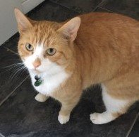 CatsMissing's tweet photo. HAVE YOU SEEN ME❓PLEASE RT #HelpFindBarney Vanished 15/8/17 #Redcar TS10 #NorthYorkshire Neutered Microchipped #ScanMe Wearing leopard print collar+name tag &amp; bell when last seen #MissingCatsUK FB▶ https://t.co/kmPTgmhTs5 @DoglostUK▶https://t.co/vGeXTuA2OD Very Loved&amp;Missed💔 https://t.co/60VB7S5icS