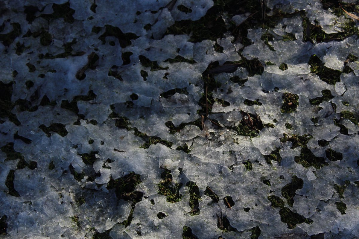 stopandfocus's tweet photo. Loved the snow canonphotography #canon #canon📷 #btecphotography #canon1000d #infocus #natruephotography #nature #natruelover #widedepthoffield #photography #photographer #outdoorwalk #thegreatoutdoors #unedited #go_planet #naturewalk #green #clearshot #naturephotography https://t.co/NODXZOwEdS