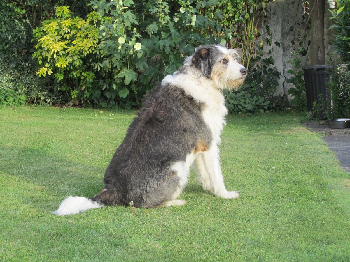 kn19htm's tweet image. Gone one year ago now, ☹️ Spike,