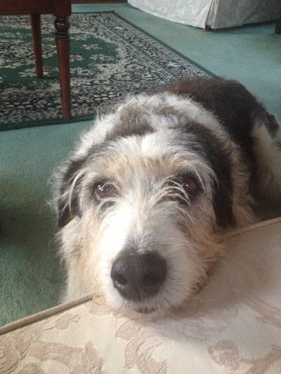 kn19htm's tweet image. Gone one year ago now, ☹️ Spike,