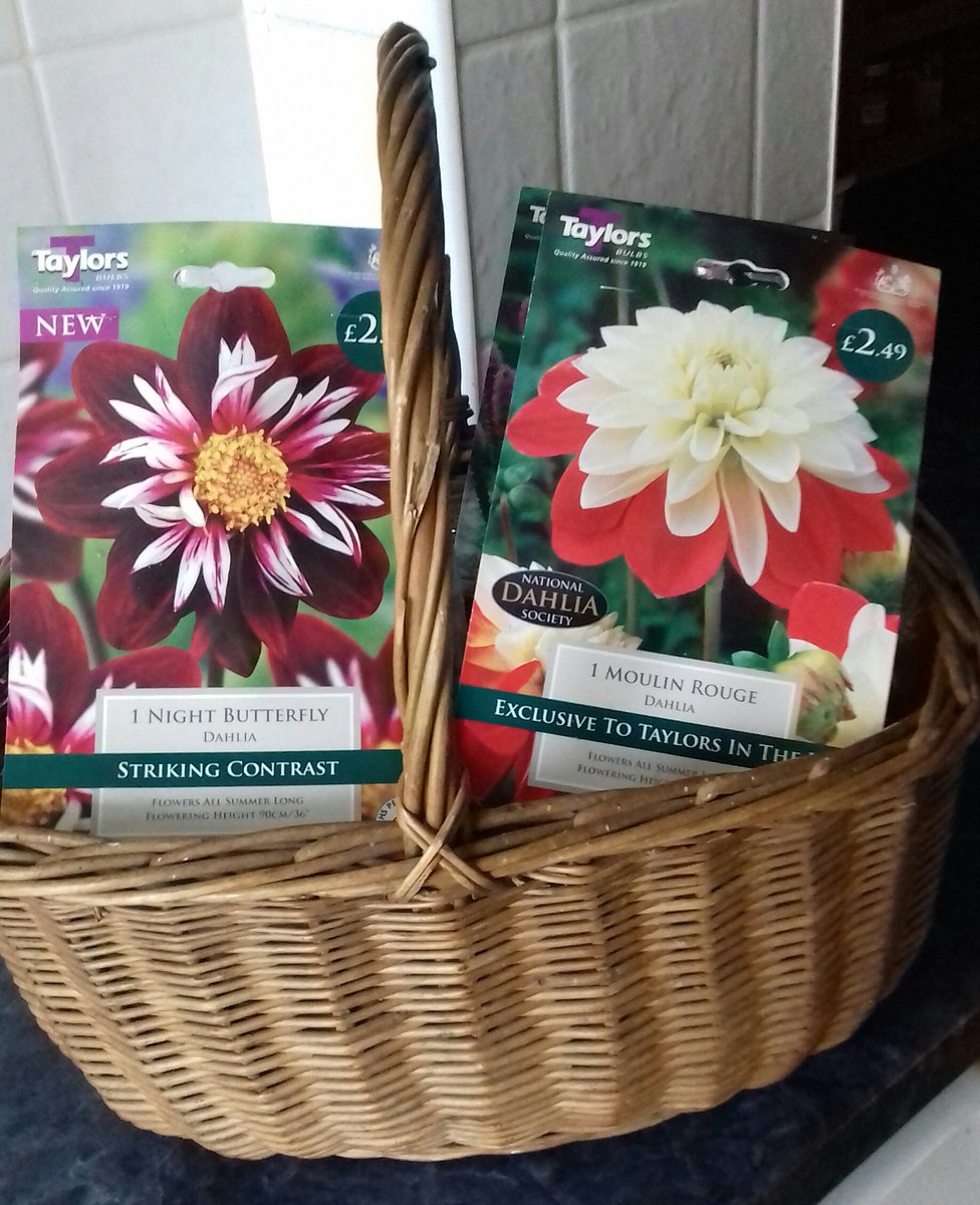 tuthersue's tweet image. Went to Buckingham nurseries for seed potatoes and couldn't resist these beauties