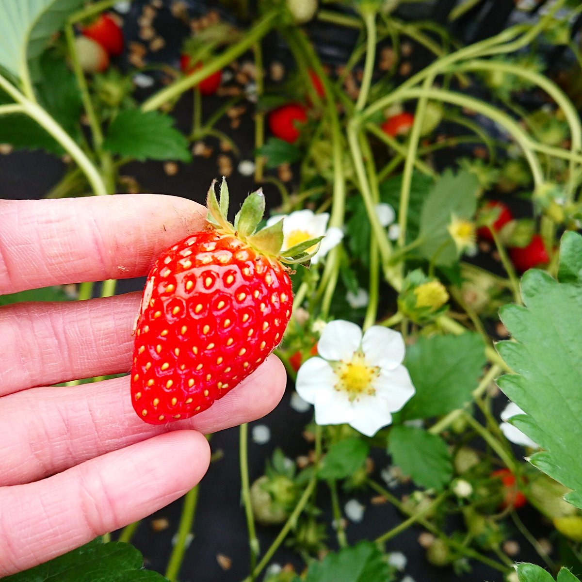 いちごつみ 8 11 くま 高円寺cream Twitter પર 平井観光農園 小粒いちごが好きなのでわざわざコンパクトなものを見つけてたよ W しゃがんで楽しめるいちご狩り しゃがんで見るの好きな私にはツボでした 平井観光農園 八女市