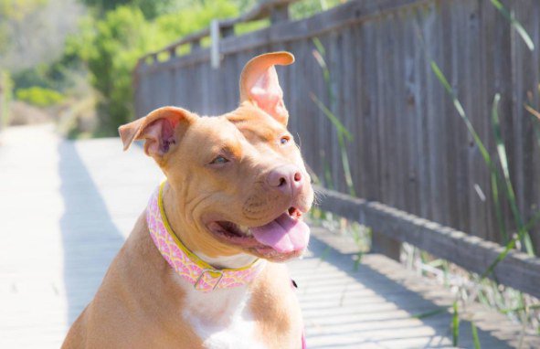 Ο κόσμος φοβότανε αυτό το Pit Bull, μέχρι που άρχισε να φοράει μπαντάνες