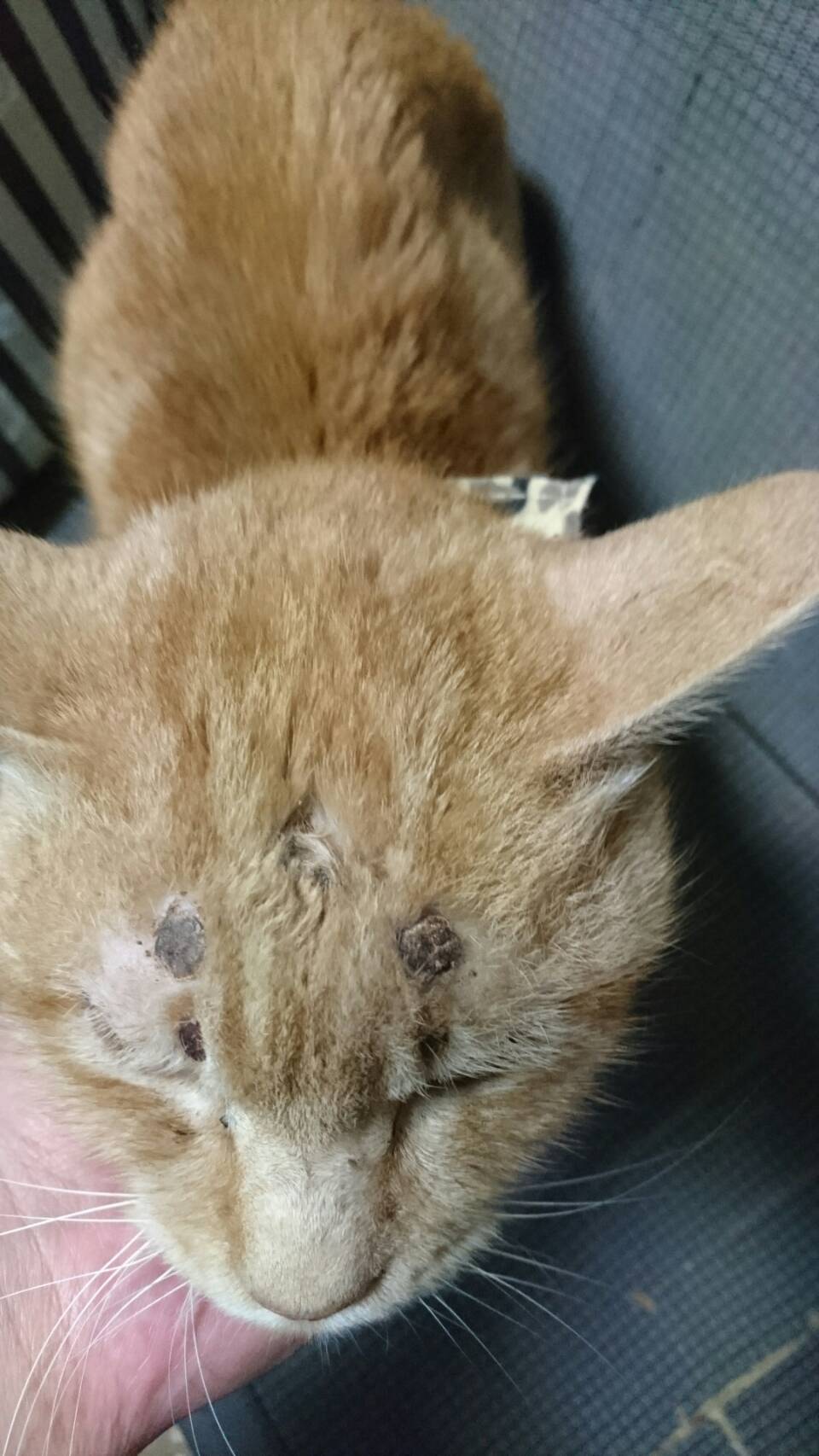 Shouki うちの居なくなった猫が昨日帰ってきたけど ガリガリに痩せておでこには根性焼きの様な跡が5個所もあった ひどい人間が居るもんだ T Co Eotepddhtr Twitter