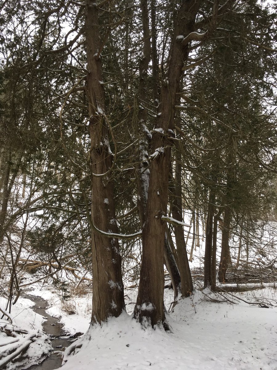 neil_dunning's tweet photo. Day 20: mature white cedars—eastern arborvitae—at #AppsMill. A person won’t often see them this size anywhere. #365Trees #BrantBrantfordTrees https://t.co/p8gbcvoct9