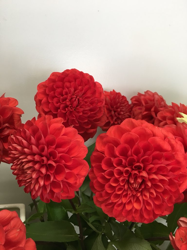 やまもとゆか 私の働いているお花屋さんです スイートピーも今はこんな色があるんですよー その中に ダリアが入ってきました 赤いダリア 形も丸くて可愛い 1日中 アンジェラアキさんのダリア歌ってました キレイじゃないよ ダリア