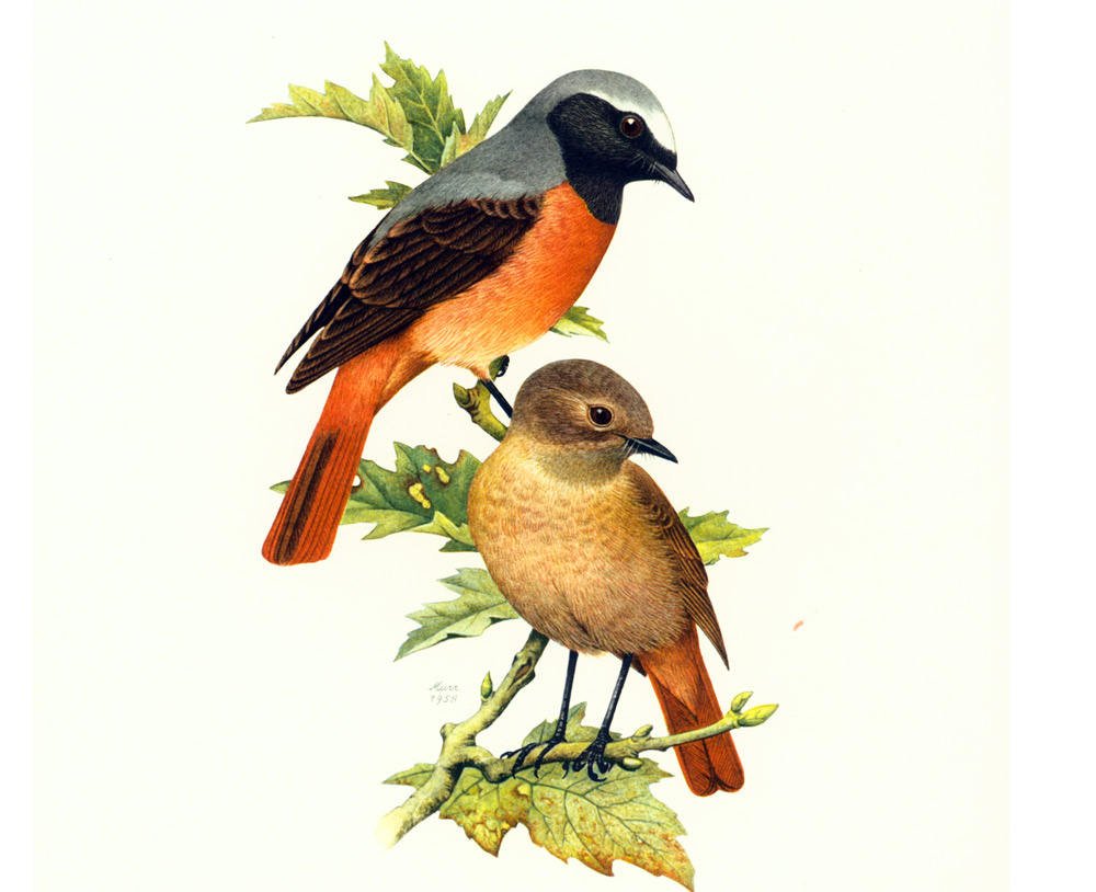 1969 Black redstart, vintage Bird Print, illustration, Ornithology, … tuppu.net/74ff0e9f #Etsy #NaturalistPrint