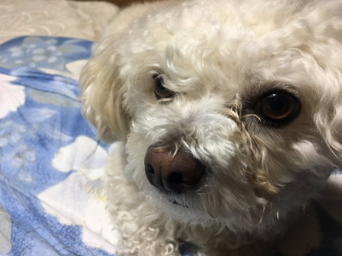 tomochiiim's tweet photo. あーあ
わからん🙄
とりあえず自分は自分で、自分を見失わないように、突っ走ろう🐾 https://t.co/Pr99tugvmV