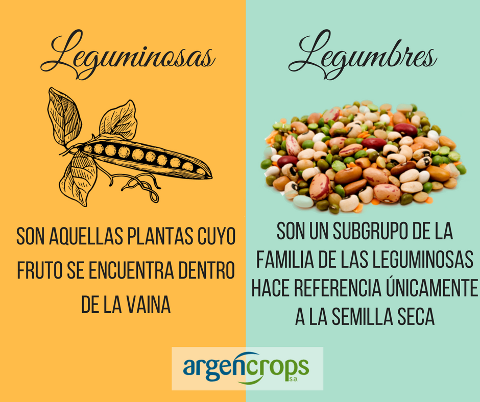 Argencrops S A On Twitter Diferencia Entre Leguminosas Y Legumbres My