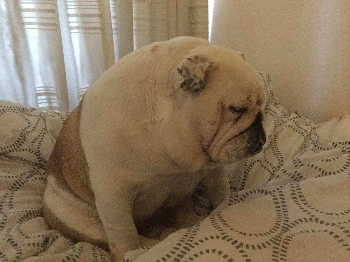 collectibulldog's tweet photo. #folloMe #follospree #Follobackinstantly #Follow2BeFollowed #followforfollow https://t.co/s6rhwWf54G