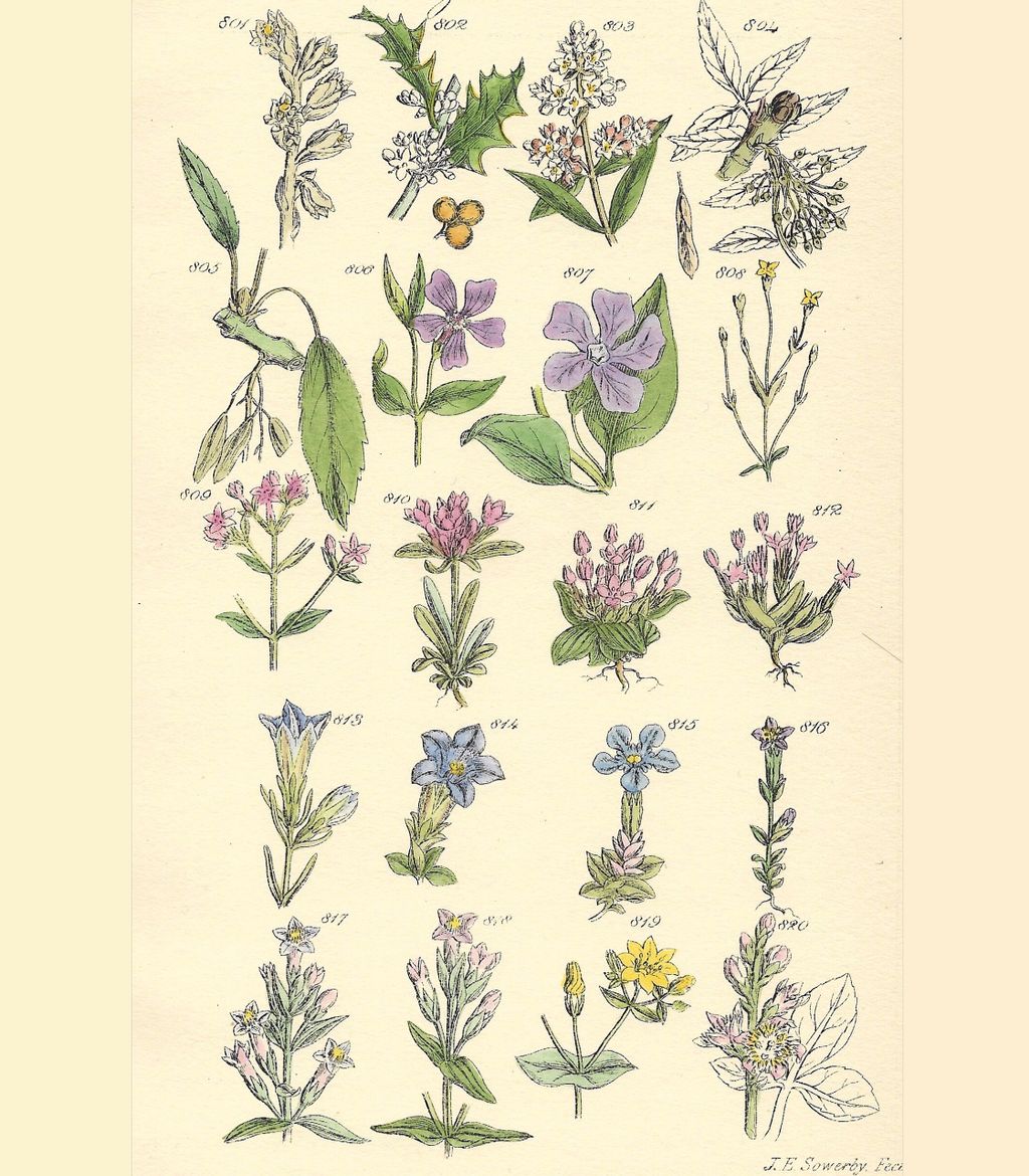 wildflower_hour's tweet photo. Hands up who loves botanical illustrations? These are by 19th century artist John Sowerby. https://t.co/1JRAm7e41i