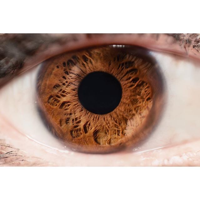 AdrienServadio's tweet photo. One of the beautiful eyes of the beautiful @daniellekroon #eye #macro #hypermacro #eyeissoul #bestoftheday #browneye #soul #instagood #igersfrance #igersparis #macroworld #macrophotography #portrait_vision #heterochromia #hypermacro #macro #macrophotographylove #macroeye https://t.co/6je5Uos8wK