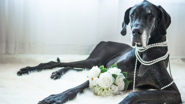 Do you want a big dog, but live in a small apartment? Here are the best breeds: bit.ly/2FVjsbv