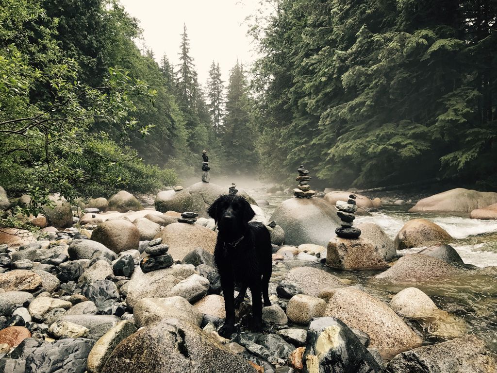 KiringieMe's tweet photo. I love this! How I Bring My Dog With Me While Traveling The World https://t.co/xPQ6WMx5Sn https://t.co/JKbZbgfKYS