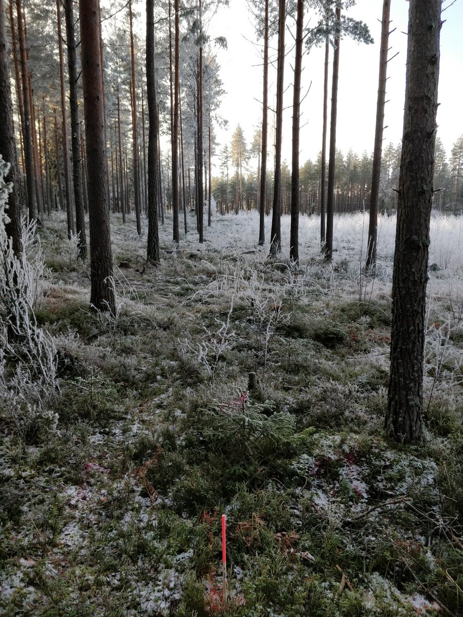 Par 60, Average length 115 meters.