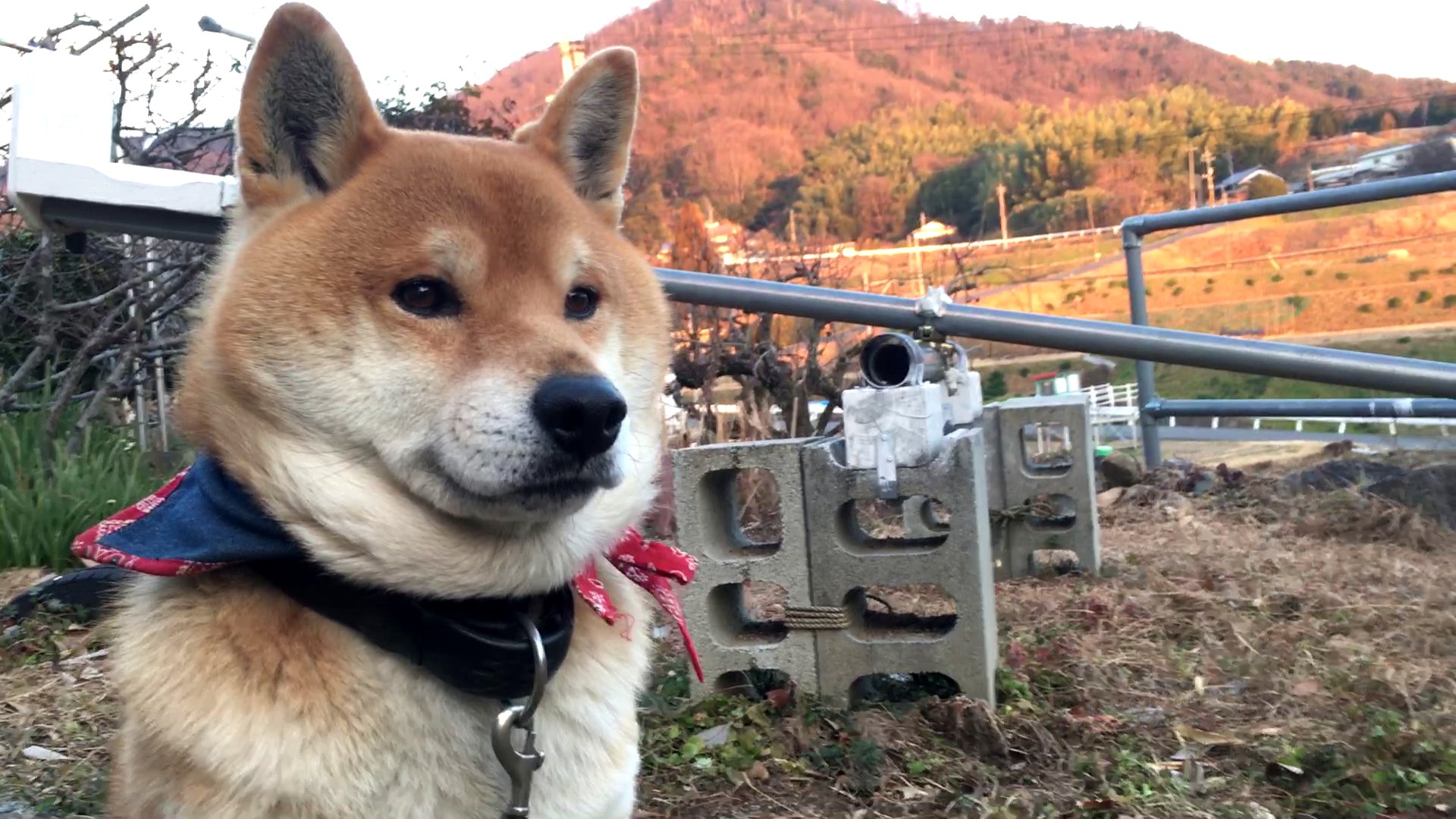 توییتر 柴犬てつ در توییتر 何かを見つめる柴犬てつ君 T Co Ujtwahaiua
