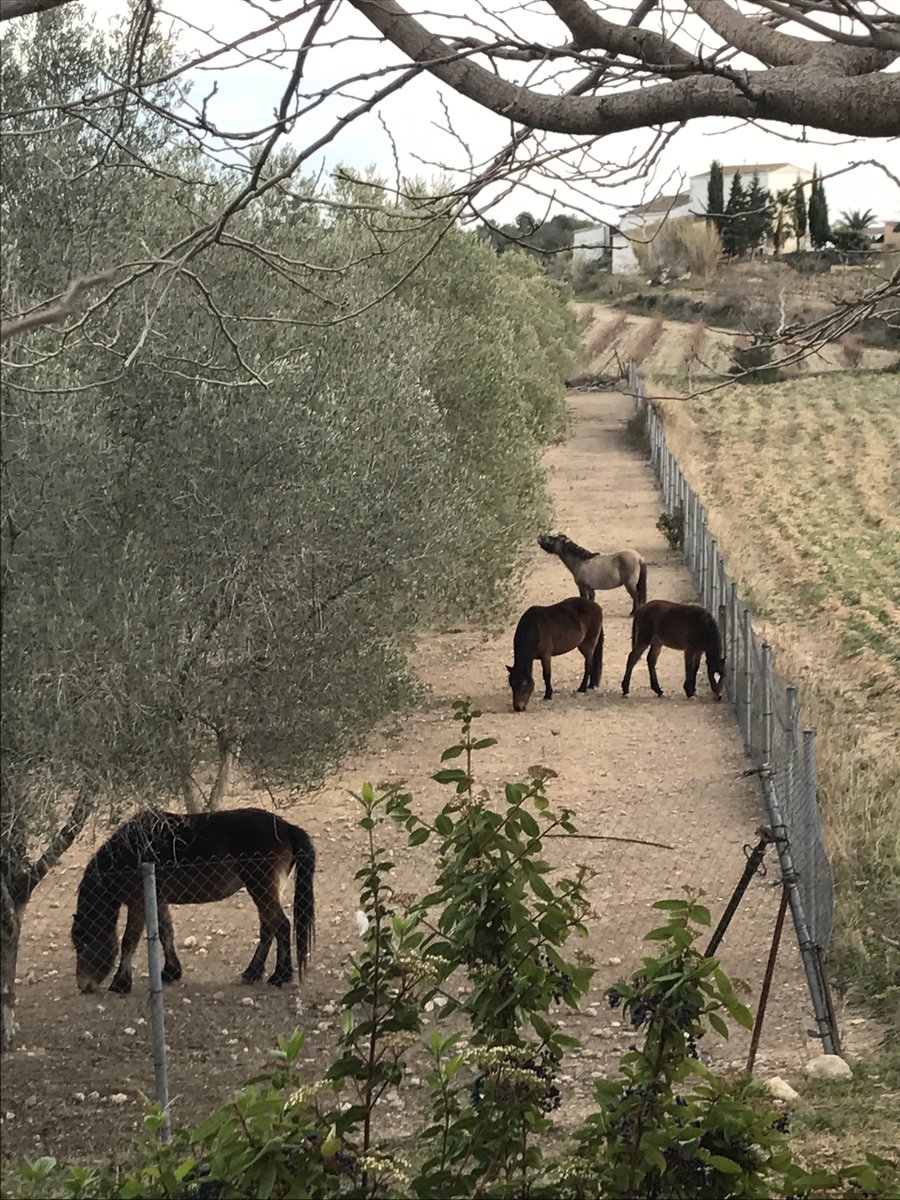 RicardMoren's tweet photo. #HAMLETS ResearchProject, #UABBarcelona:
#RENAU municipality, #Tarragonès county, #Tarragona land:
148 inhabitants (INE2016), incl. 13 born abroad (8 women & 5 men):
4 born in #France, 2 #Romania, 1 #Ecuador, 1 #Peru, 1 #DominicanR…
#immigration #micropobles
Images: December2017 https://t.co/udLrFBV2Yj