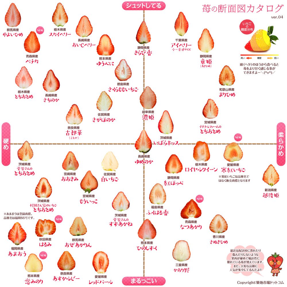 苺の断面図カタログ Ver 04 05 2018年最新版