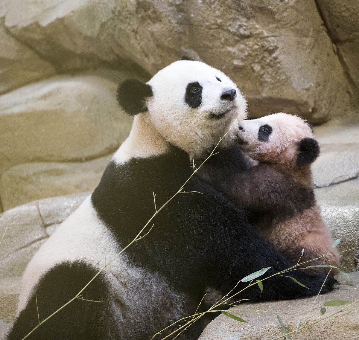 zoobeauval's tweet photo. Il est là, devant nous avec sa maman !!! #YuanMeng #13janvier2018 #HuanHuan https://t.co/2e73JzoNTo