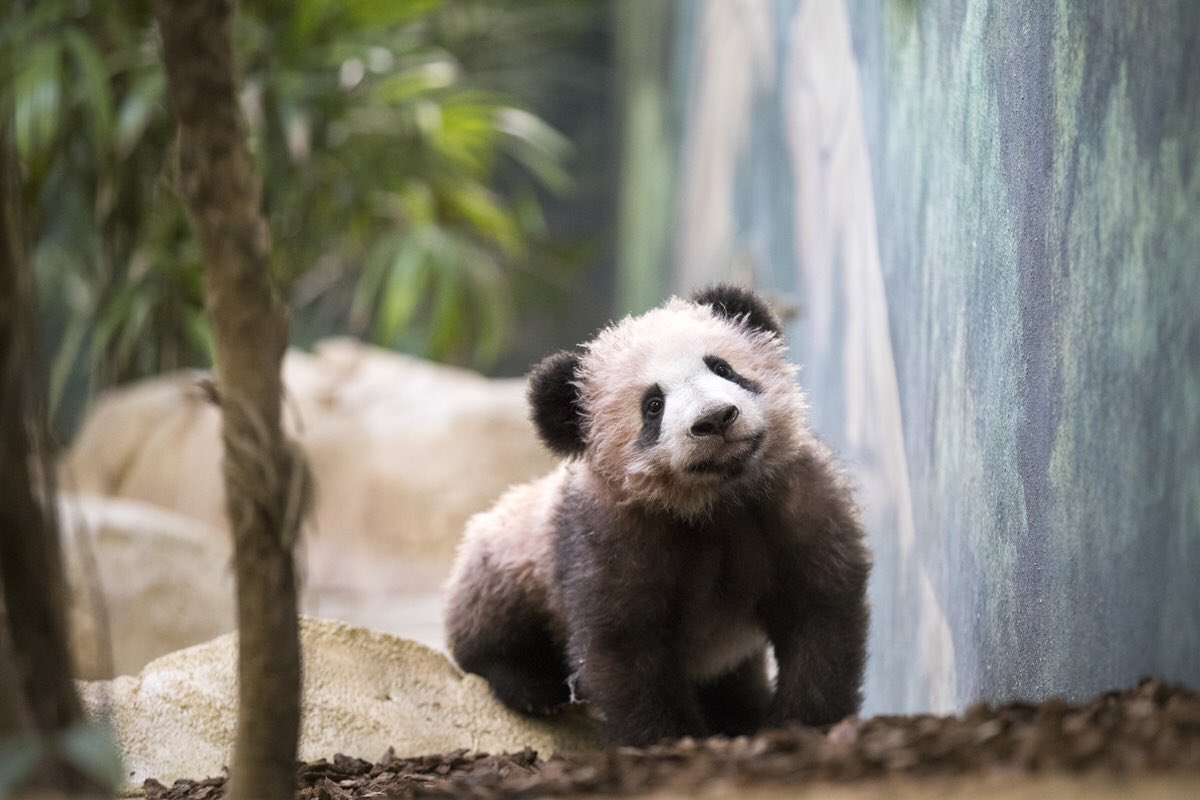 zoobeauval's tweet photo. Il est là, devant nous avec sa maman !!! #YuanMeng #13janvier2018 #HuanHuan https://t.co/2e73JzoNTo