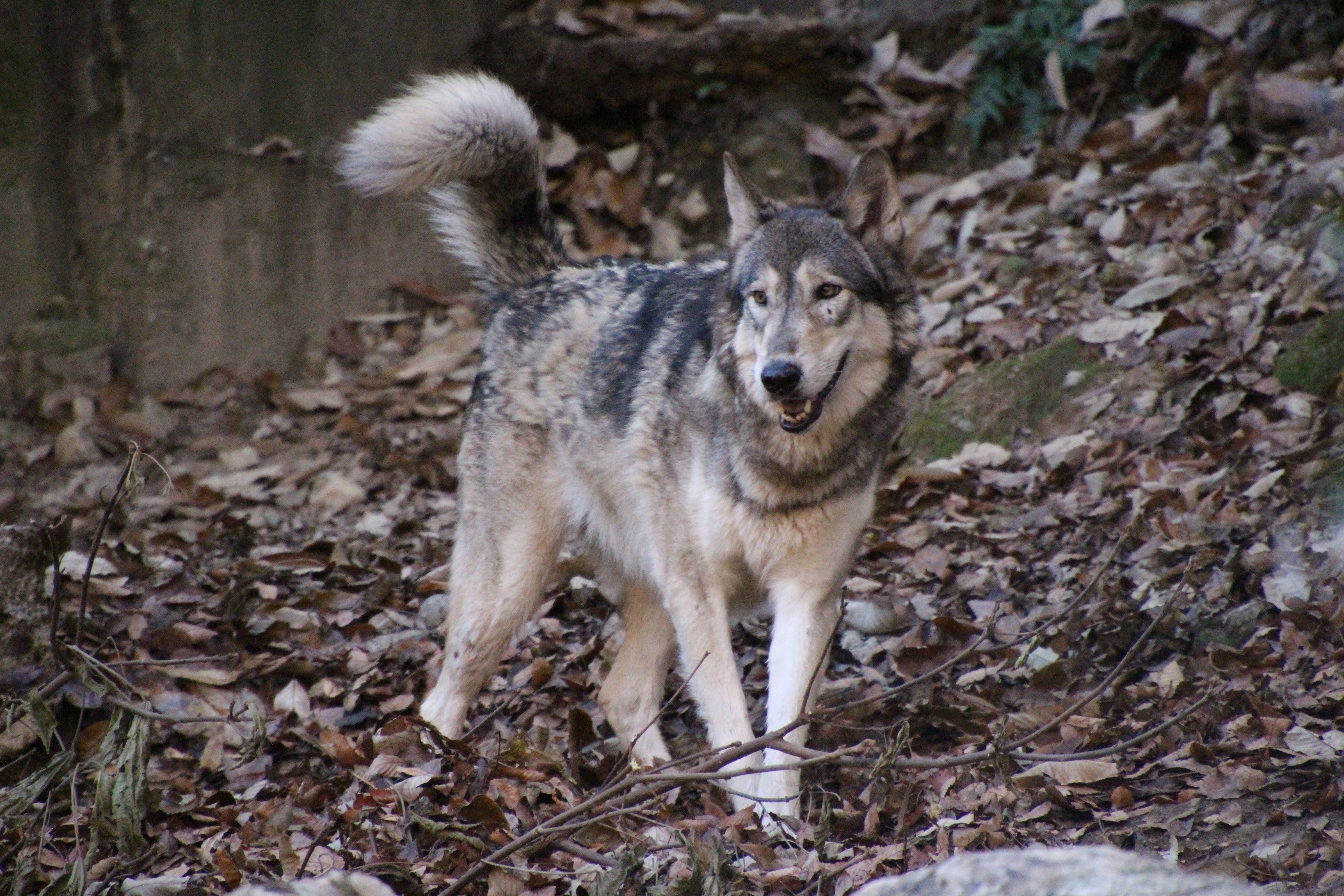 旭川市旭山動物園［公式］ on X: 