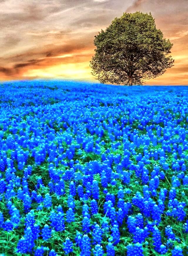 " People from a #planet without #flowers would Think that We must be mad with #joy the whole time to have such things about us" Iris Murdoch