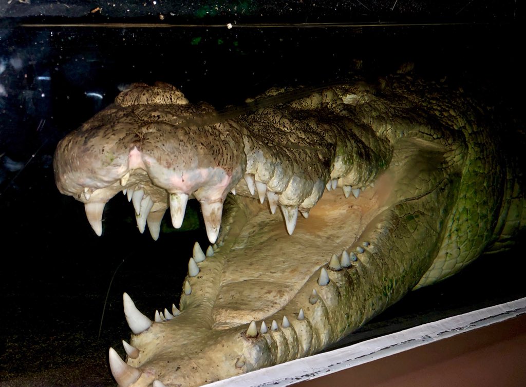 mta1776's tweet photo. This guy is definitely a loner - they’ve tried to breed him 3X - he’s eaten all 3 females #Crocodile #wildlifezoo https://t.co/BzHQJB5JVD