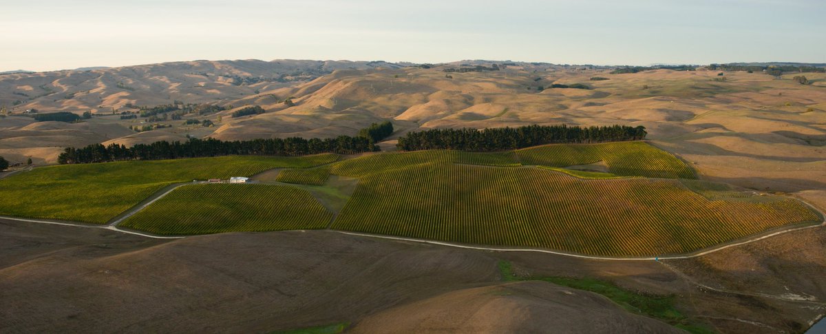 High above the altiplanos @HawkesBay_NZ styles. @GimbGravels @GTGHHawkesBay @HawkesBay_Wine pic by @lacollinanz