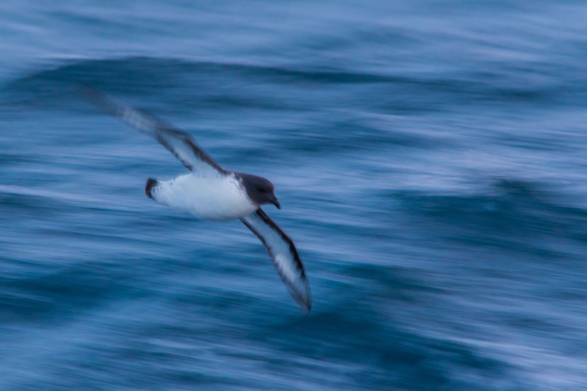 BergAtSea's tweet photo. When "slow-panning" finally pays off! Cape Petrel in 1/30 s. Crazy fast flying birds! #SeabirderSaturday https://t.co/9AXhlgCIkL