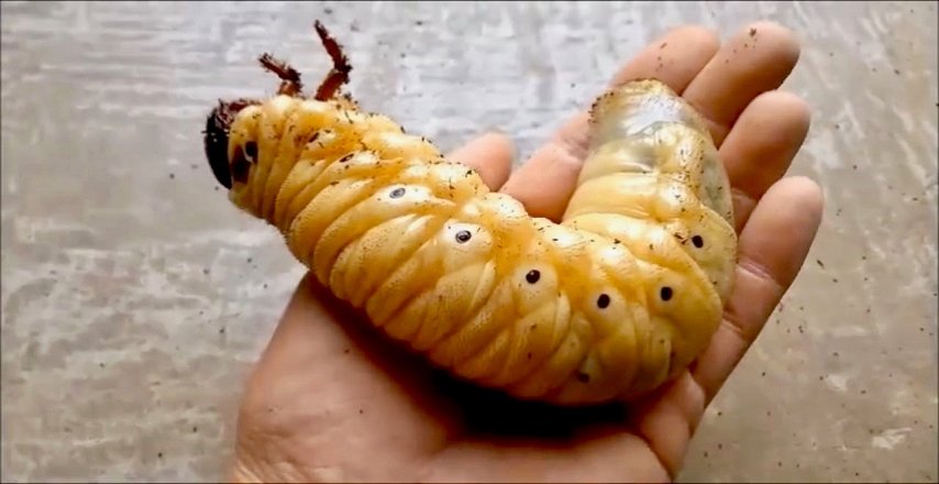 ViralOzon tweet media