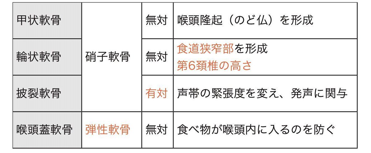 かずひろ先生 なるほど解剖学 على تويتر 喉頭の軟骨で弾性軟骨でできているものは 軟骨 である 解答 喉頭蓋軟骨 喉頭の軟骨で 弾性軟骨でできているものは喉頭蓋軟骨である 解剖学 呼吸器系 咽頭 喉頭 一問一答 T Co 32dbcuuamd T Co