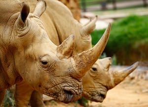 HelpingRhinos's tweet photo. The week in wildlife – in pictures - stunning selection https://t.co/4eXqDiVI52 https://t.co/PPwEkuCQ05