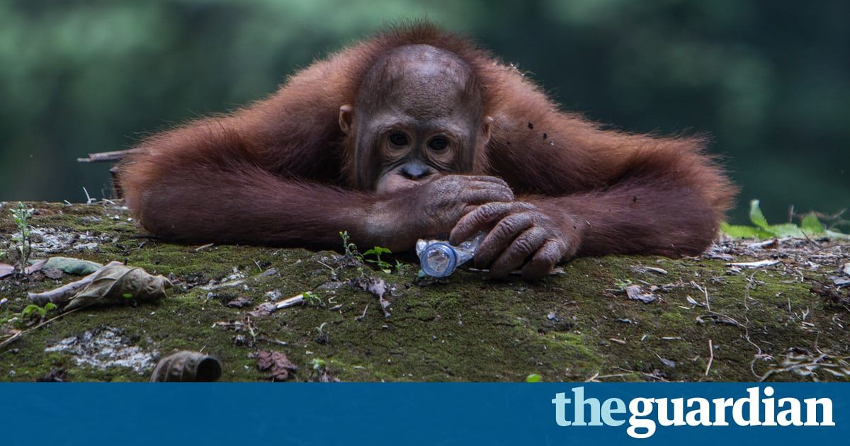 HelpingRhinos's tweet photo. The week in wildlife – in pictures - stunning selection https://t.co/4eXqDiVI52 https://t.co/PPwEkuCQ05