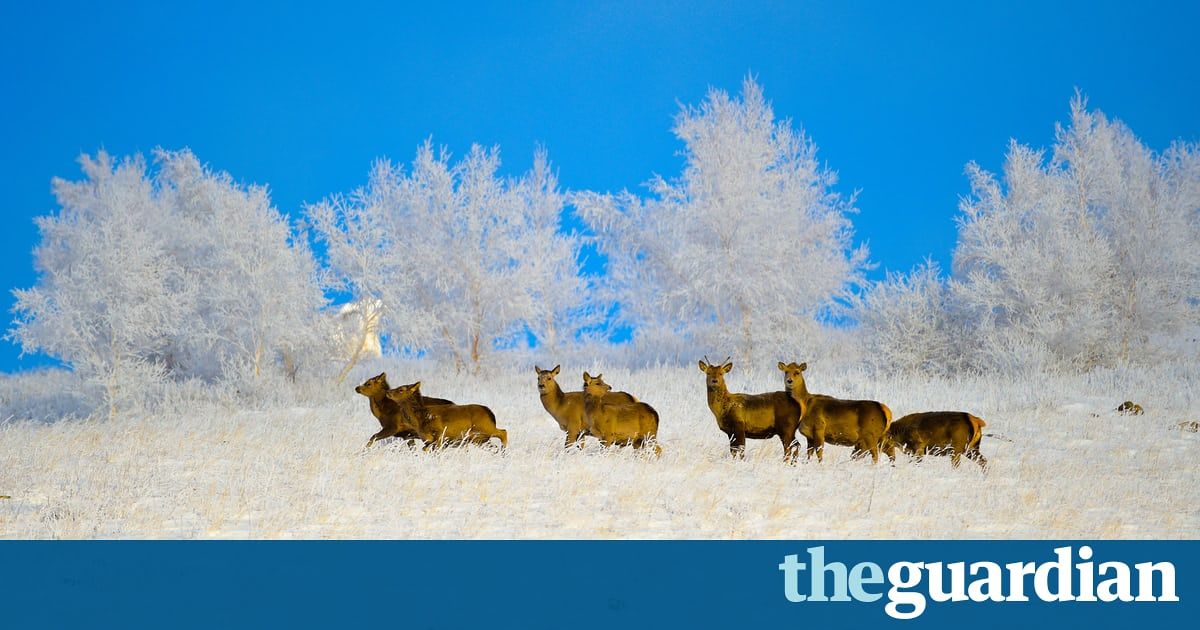 HelpingRhinos's tweet photo. The week in wildlife – in pictures - stunning selection https://t.co/4eXqDiVI52 https://t.co/PPwEkuCQ05