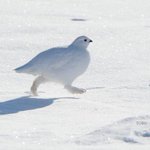 もふもふでかわいいw雷鳥が歩くともふもふの足が見えてぐうかわw