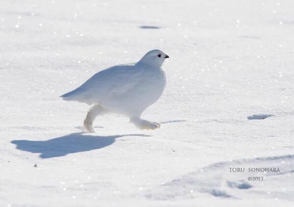 もふもふでかわいいww雷鳥が歩くともふもふの足が見えてぐうかわww