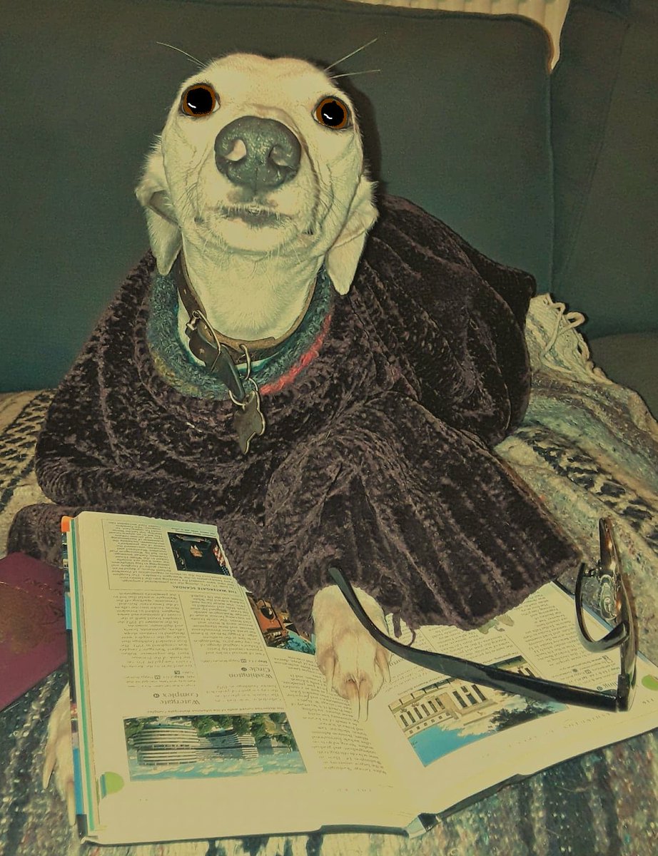 Wattonlib's tweet image. #rumminwhippet is fed up with the cold and damp weather and is dreaming of his holidays, he borrowed a travel book to help him decide. to look at our selection of travel books click on the link ow.ly/wlNl30hKREs