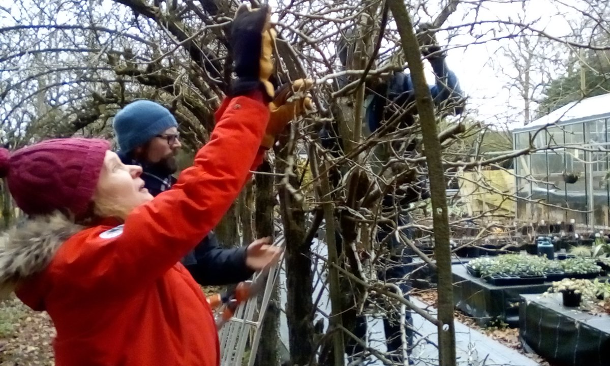 LetsGrowToBham's tweet photo. #FruitPruning at #HighburyPark and in the #FruitArbour with #HOCCIC. Next session we graft. @kidwellj @BioregionBrum @HighburyTrust @heynonnynonny @felipemolina00 @kushingagarden @liffordwoodland @uobconservation @BalsallHeathCF @KingHeathRanger https://t.co/ZrgvFr6knZ