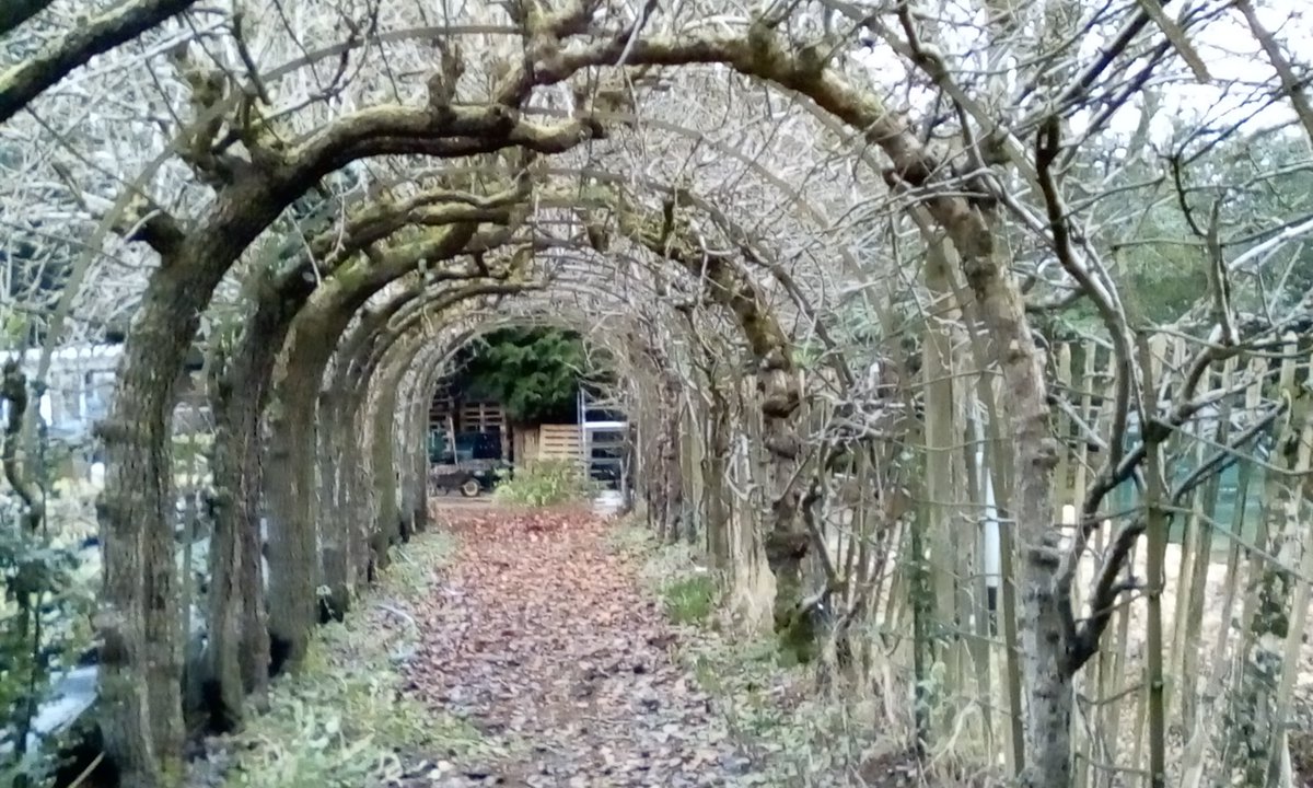 LetsGrowToBham's tweet photo. #FruitPruning at #HighburyPark and in the #FruitArbour with #HOCCIC. Next session we graft. @kidwellj @BioregionBrum @HighburyTrust @heynonnynonny @felipemolina00 @kushingagarden @liffordwoodland @uobconservation @BalsallHeathCF @KingHeathRanger https://t.co/ZrgvFr6knZ