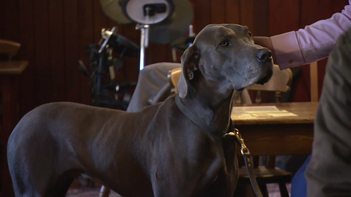 Devon named as the dog friendly pub capital of Britain. A new mobile phone app from the Campaign for Real Ale says there are 770 pubs in the county which welcome dogs. That's more than 100 more than Kent which came 2nd on the list.