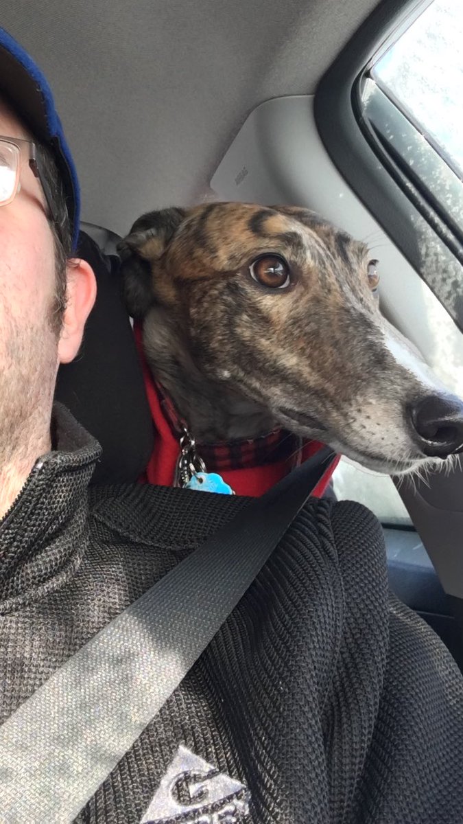 AwkwardSnoot's tweet photo. Dad said I could be co-pilot.
#avatakethewheel #puppilot @dog_rates https://t.co/5KL8Bgqv7p