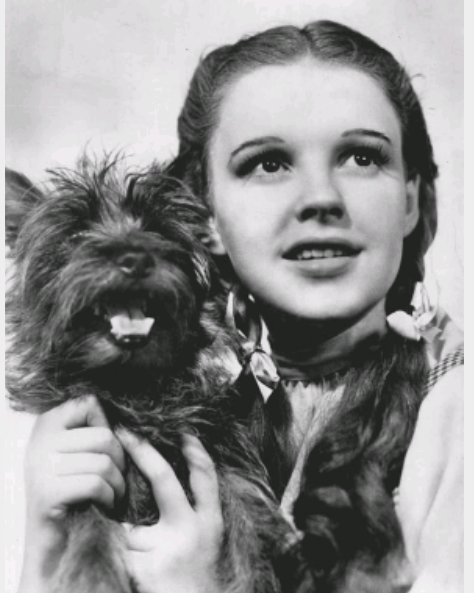 MoreTwitty's tweet photo. #MyWorstEverTypo
"I'LL GET YOU MY PRETTY, AND YOUR LITTLE DOG, TOO!"
-- Wicked Witch of the West
(Obviously, I meant to say, "... YOUR LITTLE DOG, TOTO!") https://t.co/l7F5EZMOsd