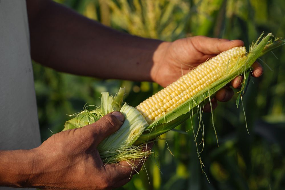 EuropaBio's tweet photo. The Institute of Agricultural Research in Mozambique is harvesting GM maize from a test trial for the first time in an effort to turn the negative tide affecting the agricultural sector. Learn more about GM here: https://t.co/qKGTqzo4H5 #GMO #biotech #FactsNotFear https://t.co/hKGPqvXKLm