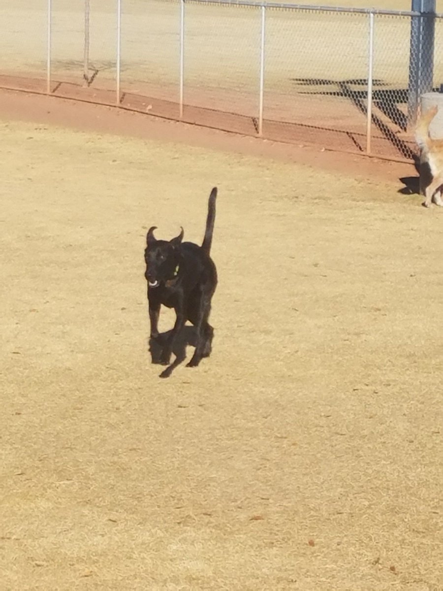azjedi's tweet photo. Lukes fun zone (@ Pioneer Community Park Off-Leash Dog Park in Peoria, AZ) https://t.co/T55JhcF0Br https://t.co/jSLCnSQQAn