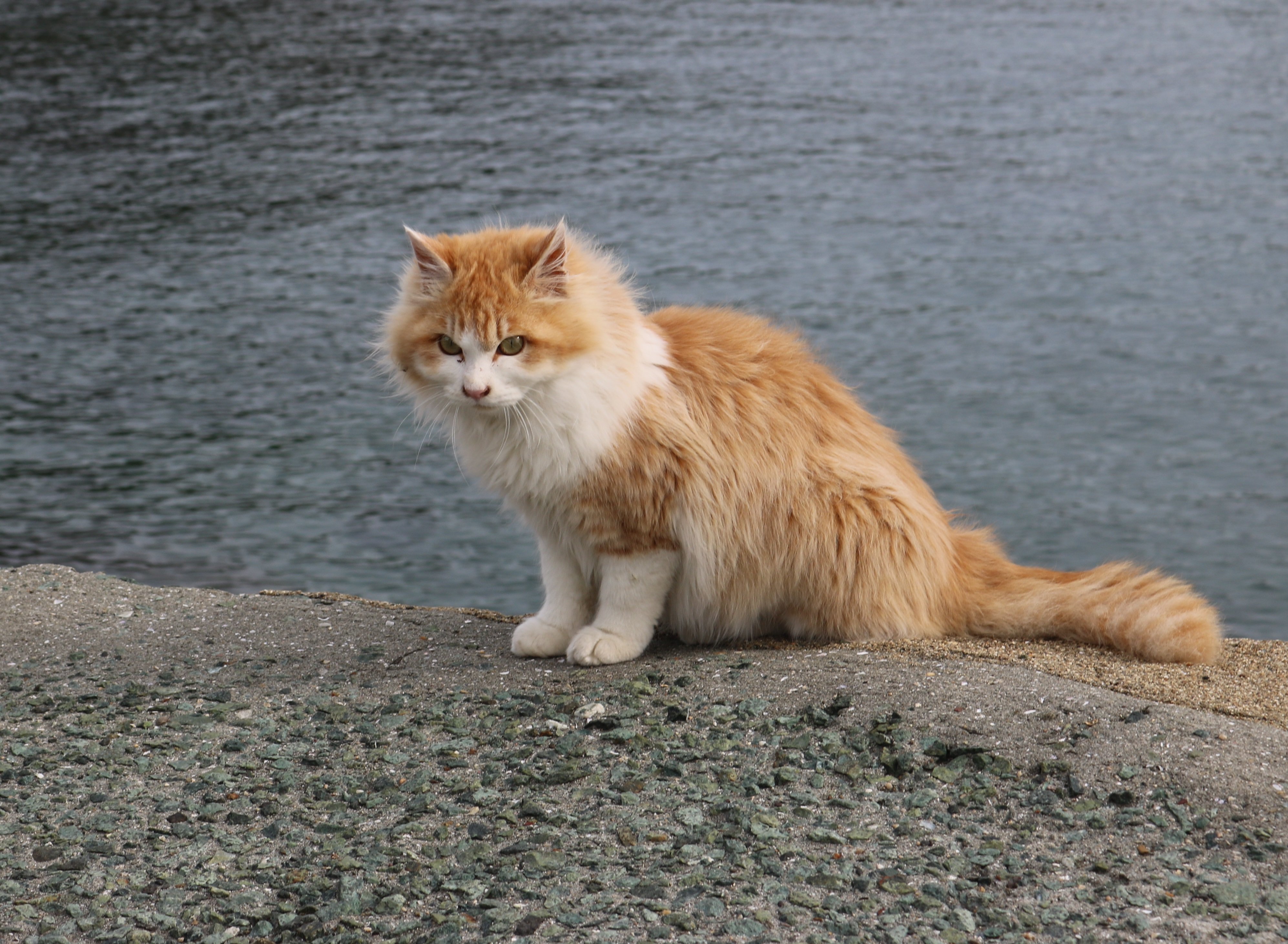 猫の島 青島 青島のジュリー 海外の方から ジュリー は女性の愛称で オス猫の名前として おかしいのではとご指摘を受けました たしかに ジュリー は西洋では女性の愛称でした T Co Qr9o4wpf1f Twitter