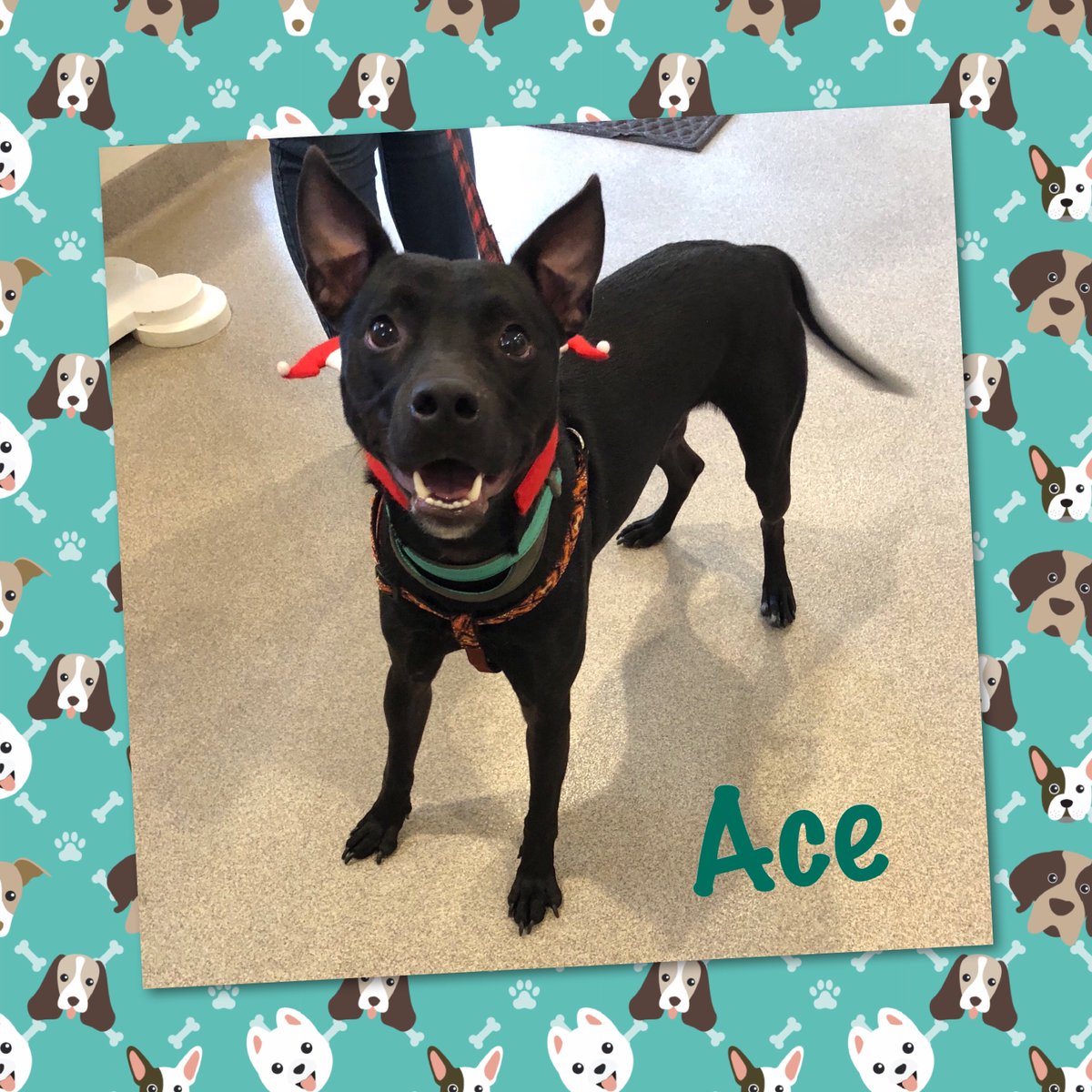 Ace is a sweet, easy going guy who loves to play and go on walks. He loves the company of other dogs and would enjoy a home with an active lifestyle. #adoptme