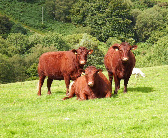 farmfoodtours's tweet image. We're delighted to welcome West Ilkerton Farm as our latest tour host producing Red Ruby Devon beef cattle and Exmoor Horn sheep and also an opportunity to meet Exmoor ponies and maybe spot some Red Deer. Contact us to arrange a tour.